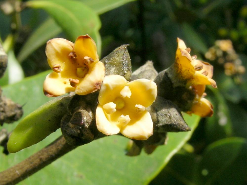 【avicennia】什么意思_英语avicennia的翻译_音标_读音_用法_例句_在线翻译_有道词典