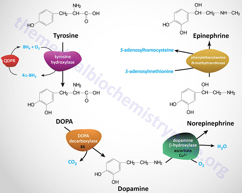 您要找的是不是: catecholamine                             n.