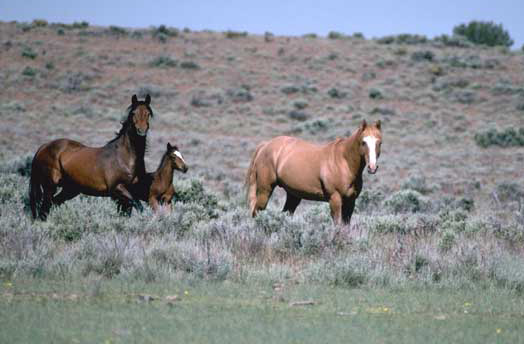 【horse】什么意思_英语horse的翻译_音标_读音_用法