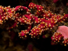 鹿茸软珊瑚