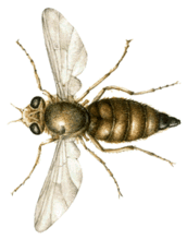 马蝇的虫卵是寄生在动物的腔内或组织