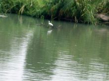 长广溪湿地公园 长广溪湿地公园