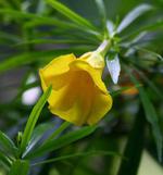 【黄花夹竹桃】英语怎么说_在线翻译_有道词