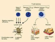 记忆性t细胞图解