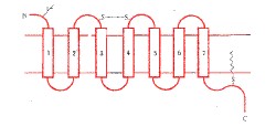 G蛋白偶联受体示意图（七个跨膜结构域）