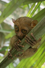 菲律宾眼镜猴 (Tarsius syrichta) 菲律宾眼镜猴 (Tarsius syrichta)
