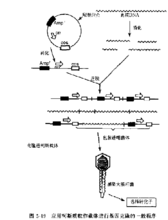 应用柯斯质粒载体进行基因克隆的一般程序 应用柯斯质粒载体进行基因克隆的一般程序