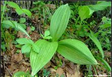 长梗藜芦 长梗藜芦