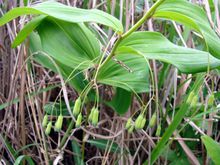 长梗藜芦 长梗藜芦