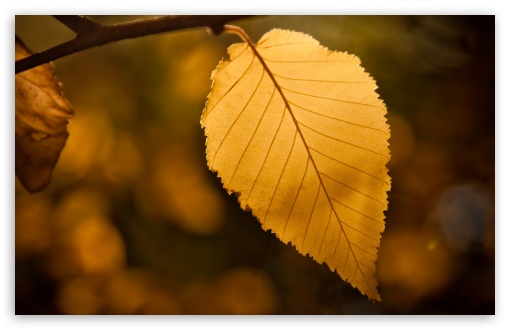 golden leaf