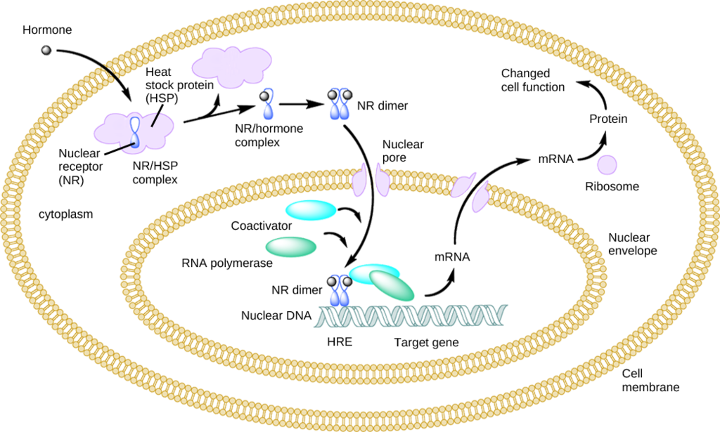 nuclear hormone receptor