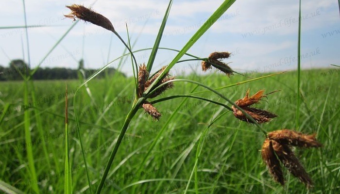 您要找的是不是: scripts corpus 藨草属 网络释义专业释义英英释义