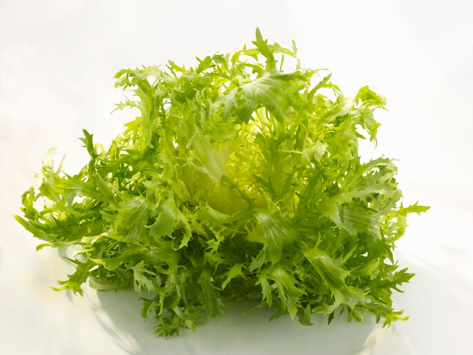 苦苣 网络释义                   法国生菜 法国生菜 - 免费文档下载