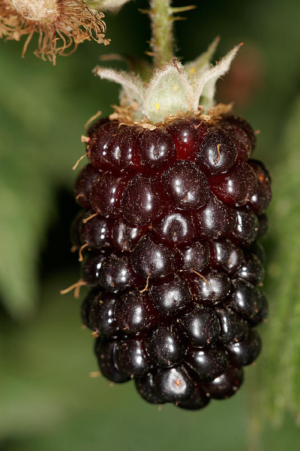 boysenberry