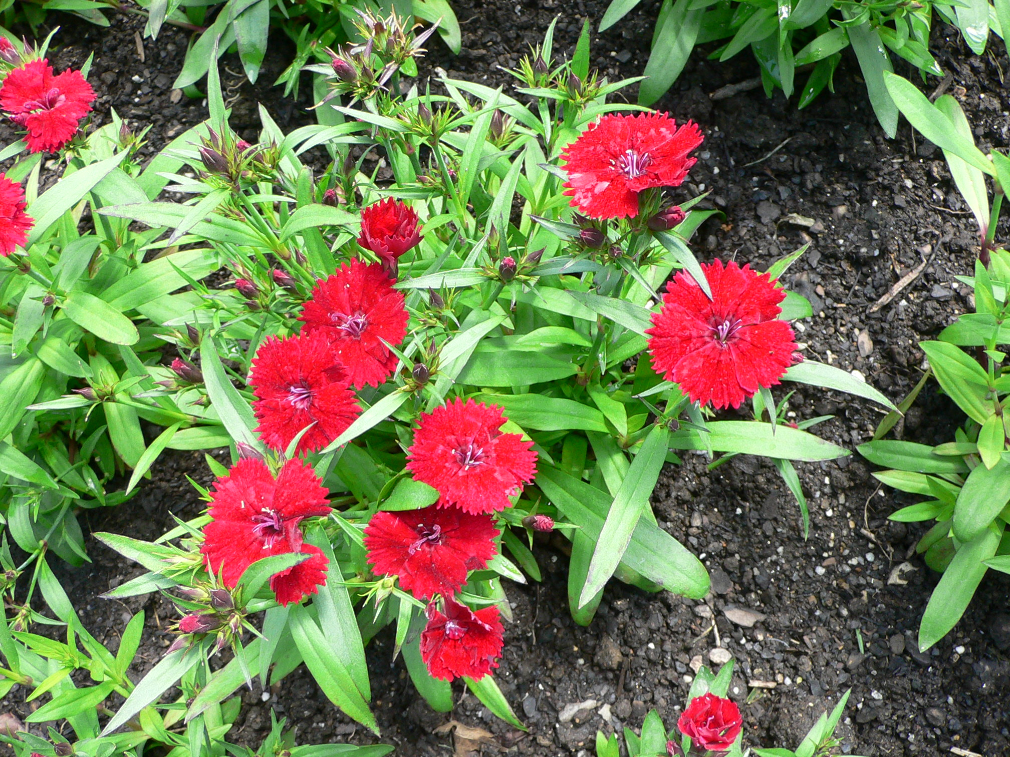 dianthus chinensis